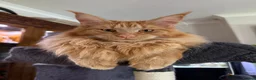 Mixed Breed cats for sale: Maine coon x ragdoll kittens - Advert 9