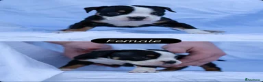 English Bulldog Puppy 1