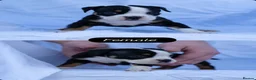 English Bulldog dogs for sale: English bulldogs PUPPIES NEBBR REGISTERED - Advert 33