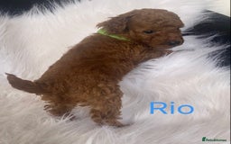 Miniature Poodle dogs for sale: Gorgeous Red Minature Poodles Puppies  - Image 16