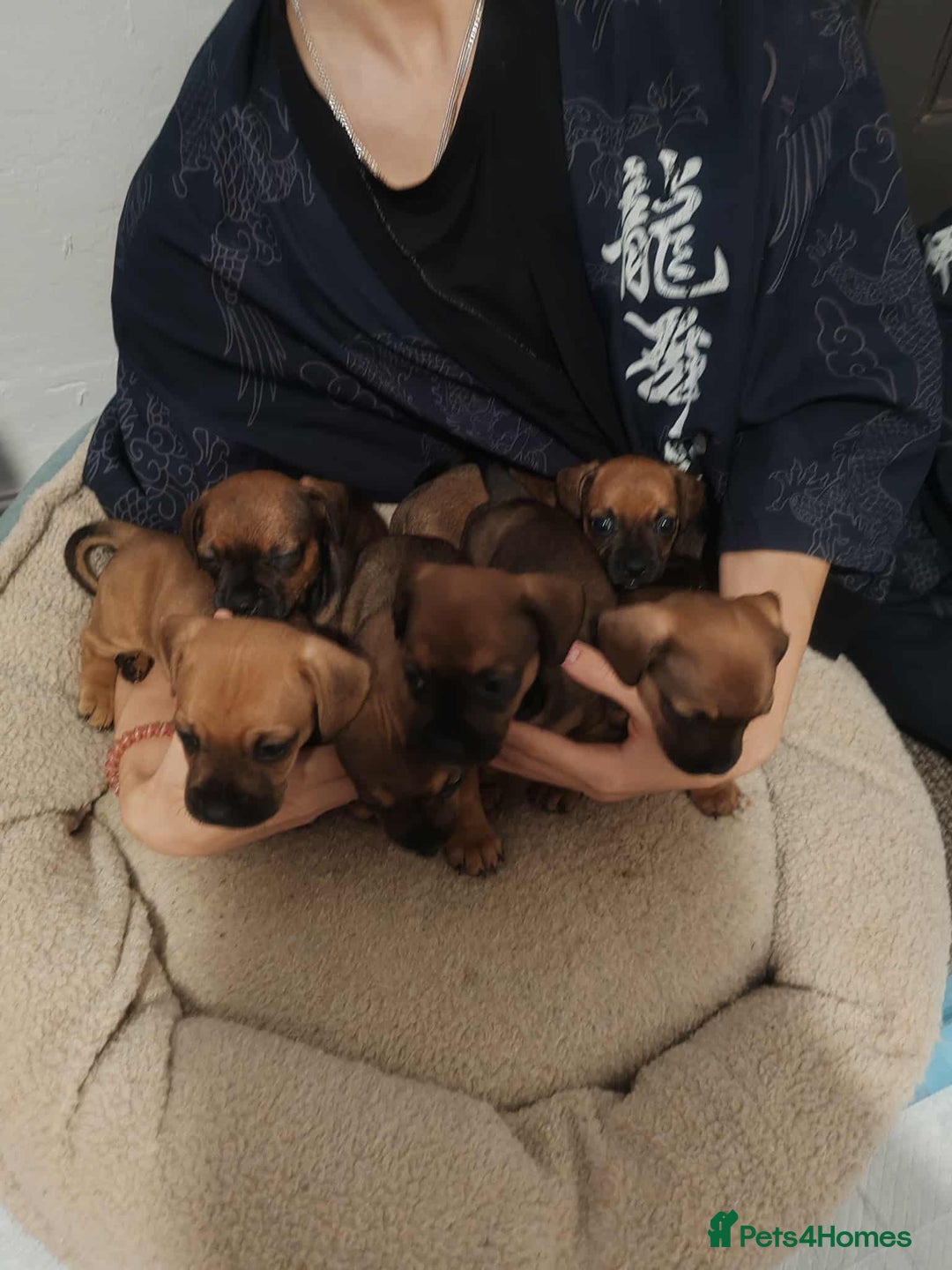Mixed Breed dogs for sale: Puppy’s for sale  - Image 7