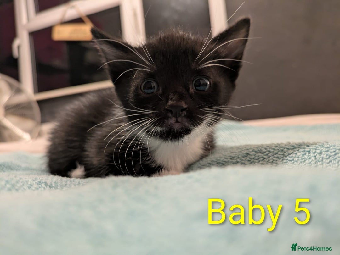 Mixed Breed cats for sale: Ready for our new adventure 🐾 - Image 16