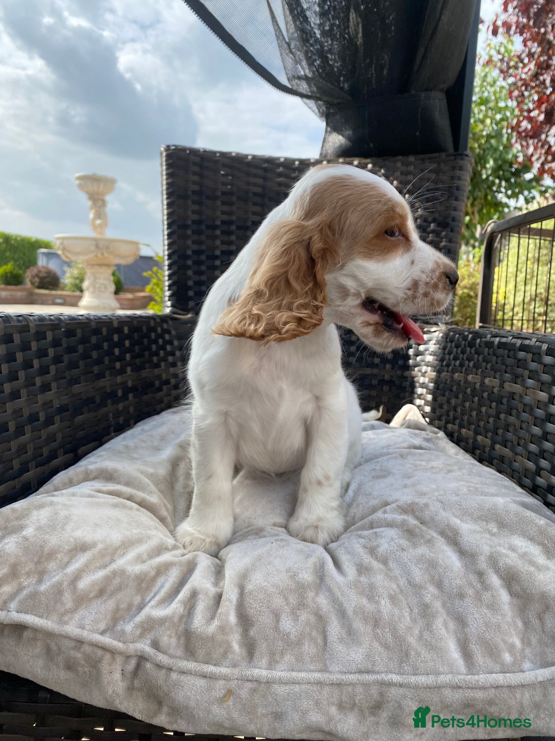 Cocker Spaniel dogs for sale: OUT STANDING  GORGEOUS SHOW TYPE COCKER SPANIEL  - Image 16