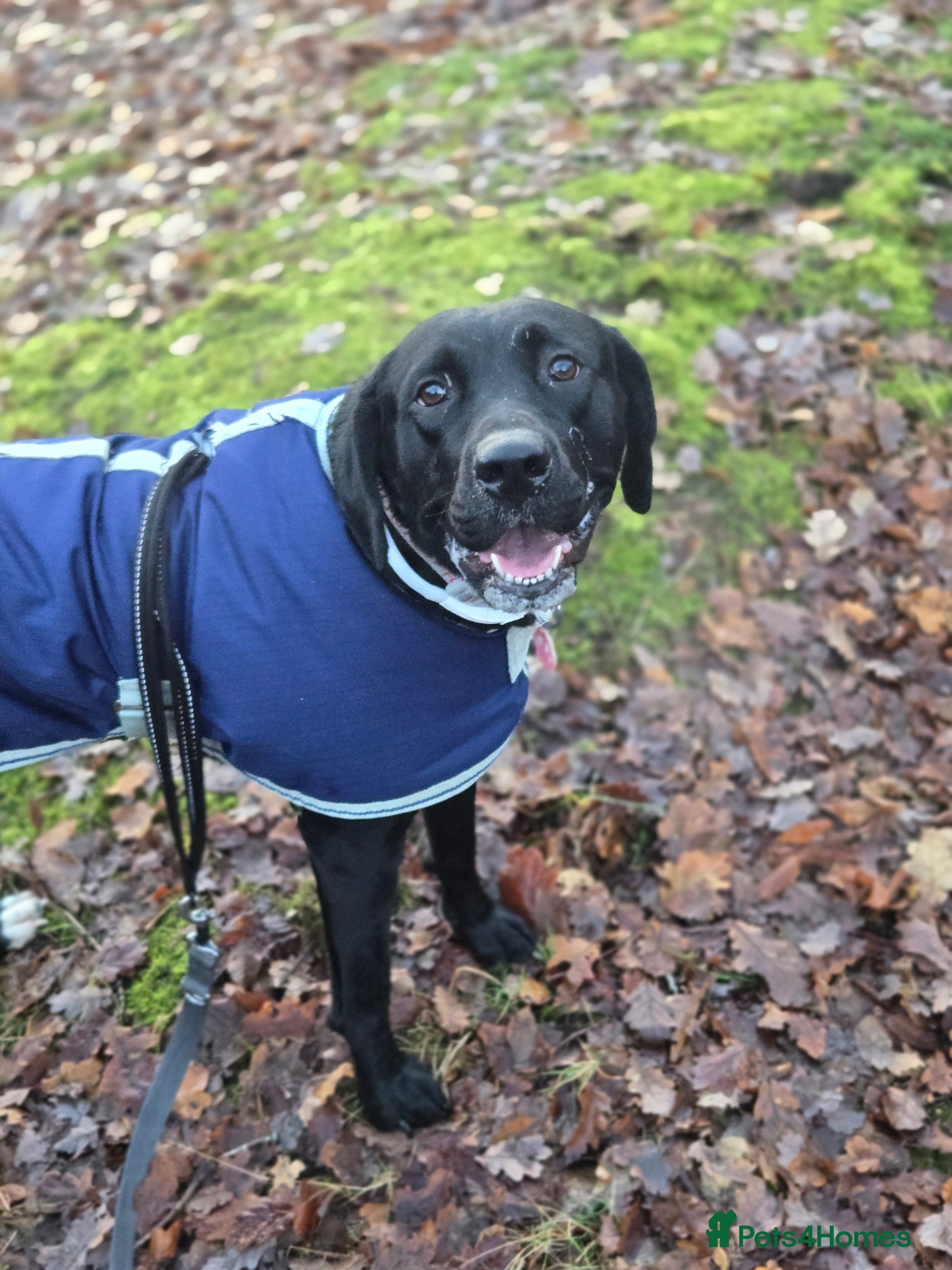 Mixed Breed dogs Looking for a loving home - 2 year old bullador - Advert 3