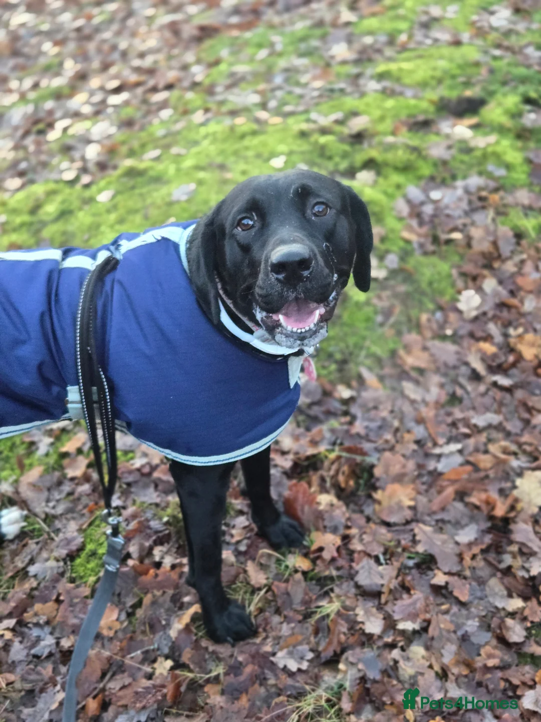 Mixed Breed dogs for sale: Looking for a loving home - 2 year old bullador - Advert 1
