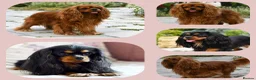 Cavalier King Charles Spaniel dogs for sale: Planned cavalier king charles spaniel litter  - Advert 1