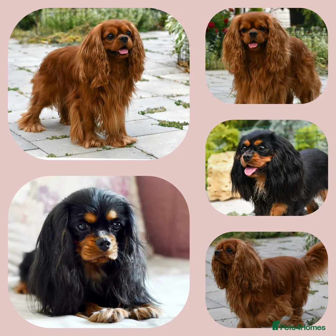 Cavalier King Charles Spaniel dogs for sale: Planned cavalier king charles spaniel litter  - Advert 1