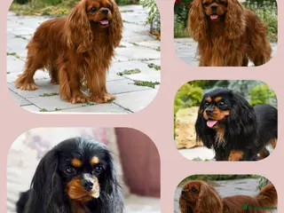 Cavalier King Charles Spaniel dogs Planned cavalier king charles spaniel litter - Advert 3