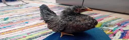Chickens poultry for sale: Indoor Companion Chickens – Hand Tamed & Friendly - Advert 5