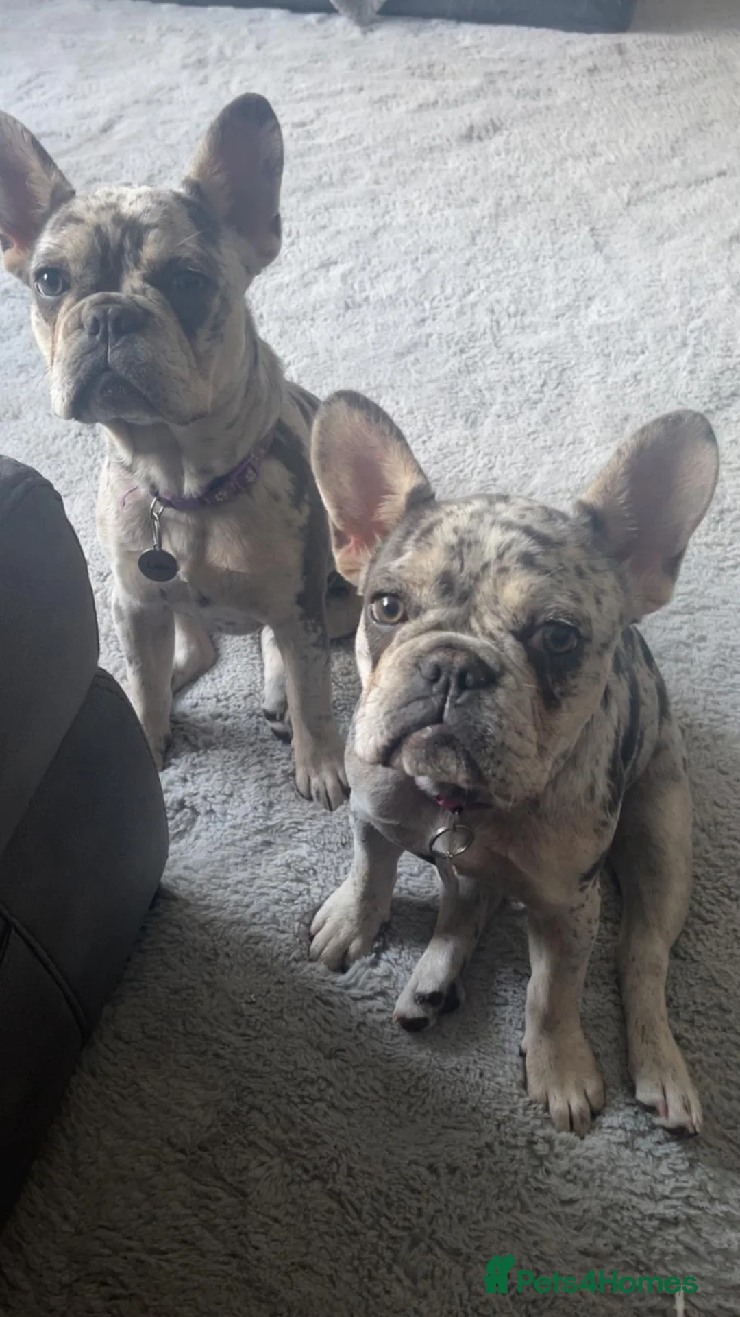 French Bulldog dogs for sale: 2 x French bulldogs  - Advert 4