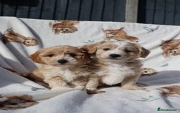 Maltipoo dogs for sale: Beautiful Maltipoo Babies - Image 13