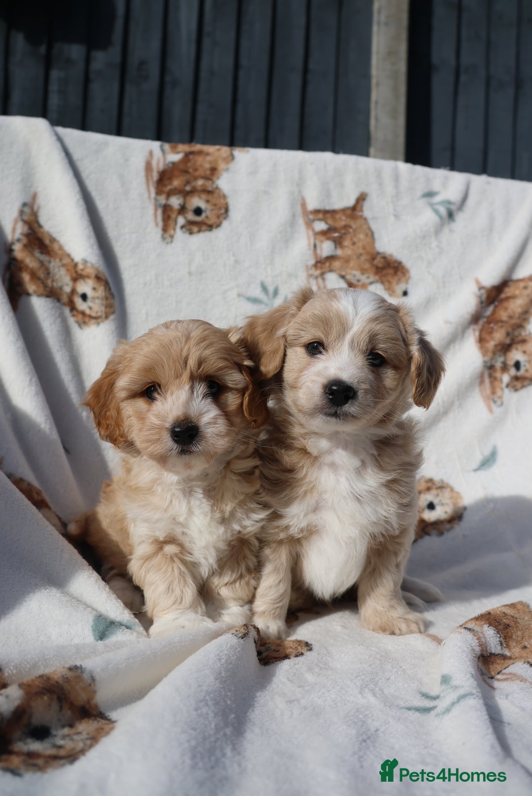 Maltipoo dogs for sale: Beautiful Maltipoo Babies - Image 13