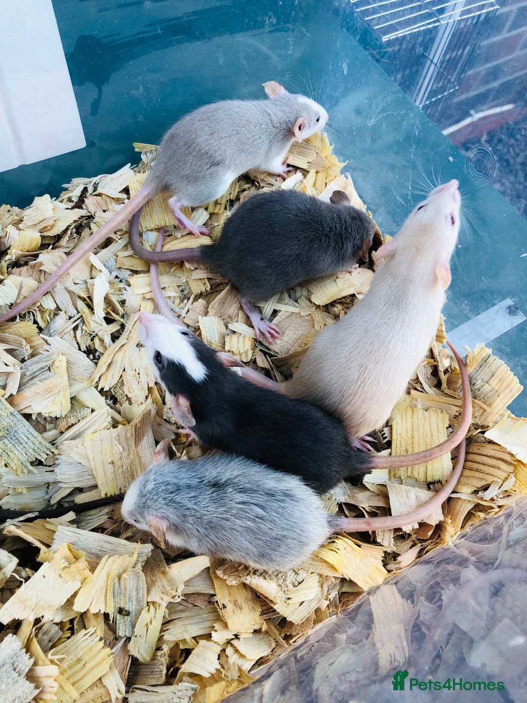 Rat rodents for sale: Baby rats for sale - Advert 2