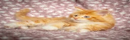 Maine Coon cats for sale: Beautiful Maine Coon Kittens - Advert 39