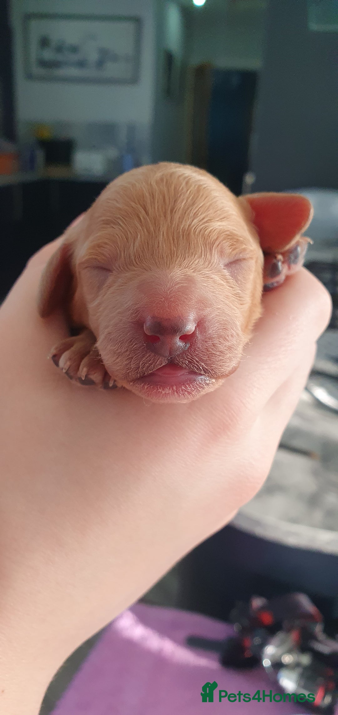 Cockapoo dogs for sale: Top quality F1b Toy Cockapoo puppies - Advert 8