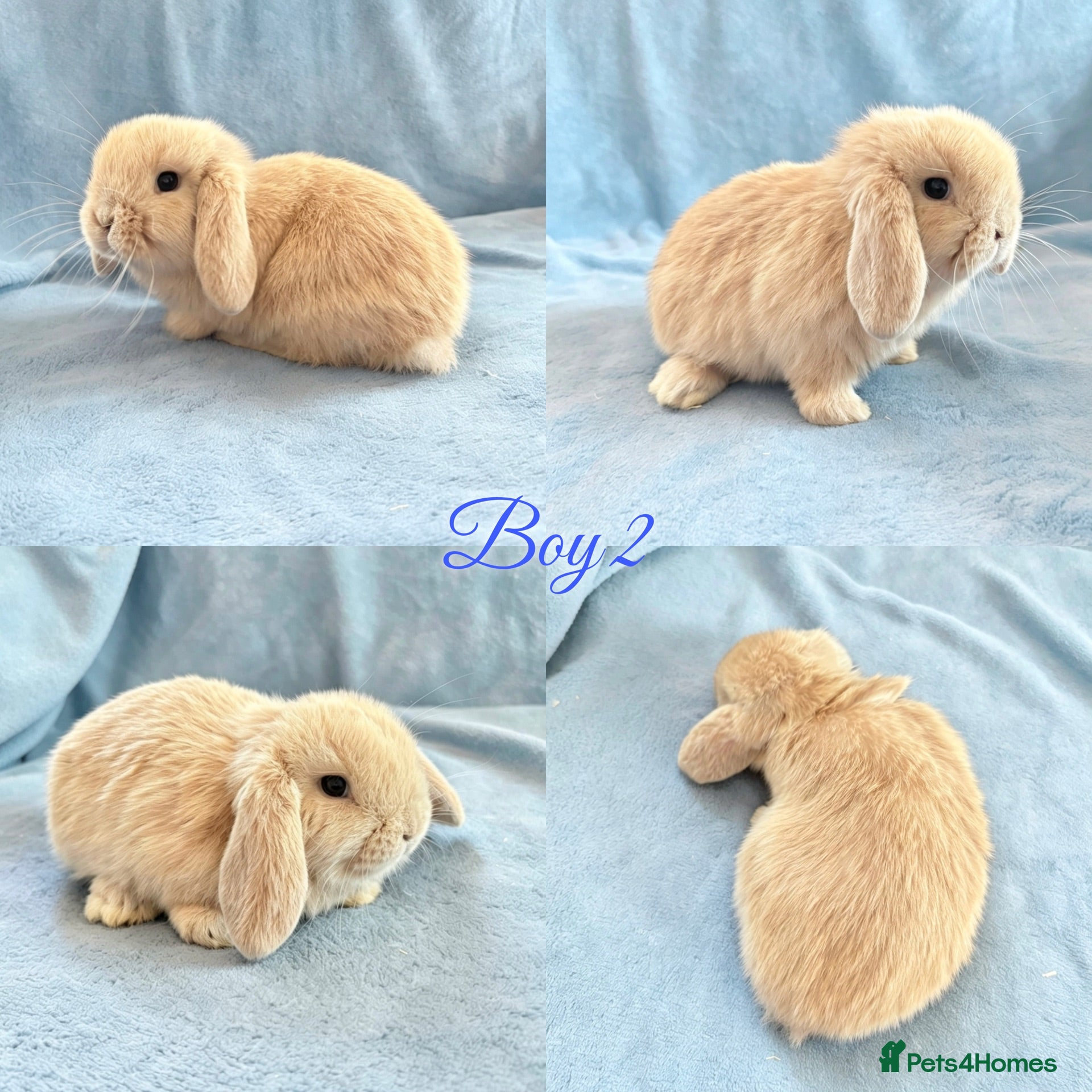 Mini Lop rabbits Baby Mini Lops Ready Now  - Advert 2