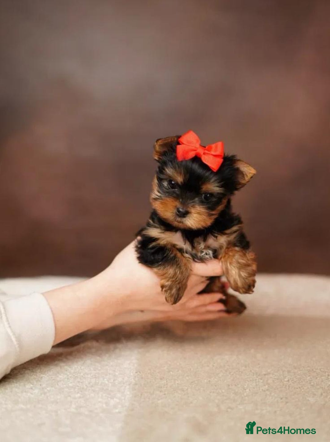 Yorkshire Terrier dogs for sale: Adorable Miniature Yorkshire terrier puppies  - Advert 11