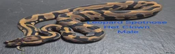 Python Snake reptiles for sale: Various Ball Python Hatchlings - Advert 4