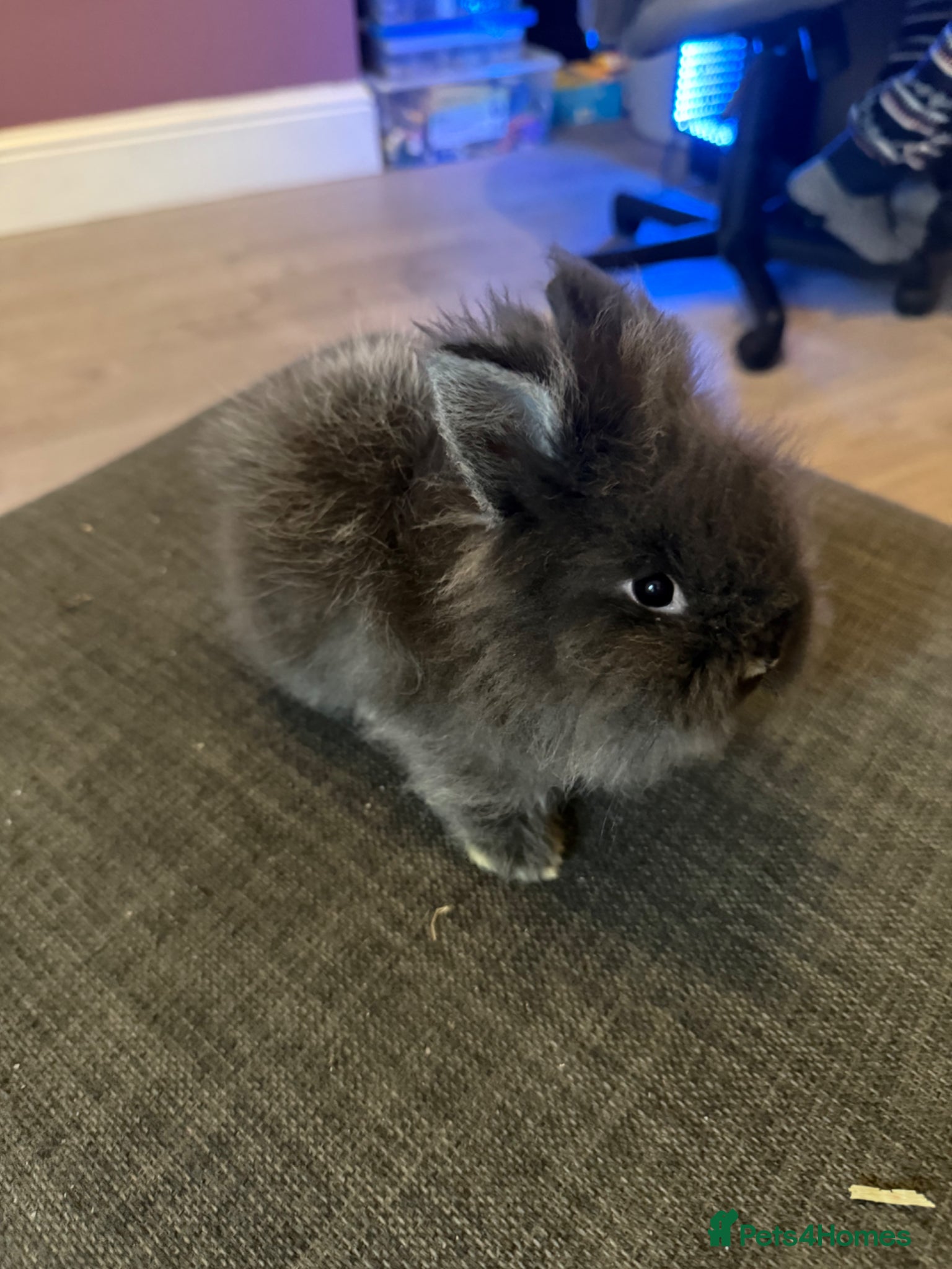 Lionhead rabbits 1 black boy left ready to go £30 - Advert 8