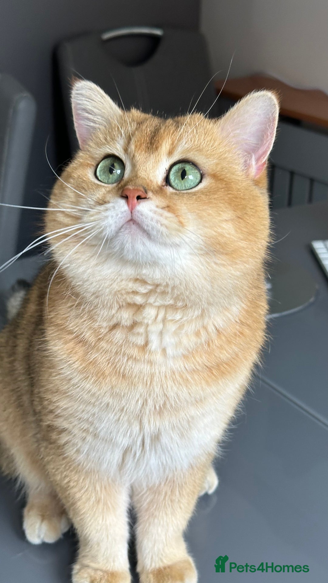 British Shorthair cats for sale: British shorthair Golden kittens,Champions line  - Image 3