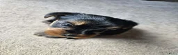 Yorkshire Terrier dogs for sale: Beautiful Yorkie Puppies Looking For Loving Homes - Advert 9