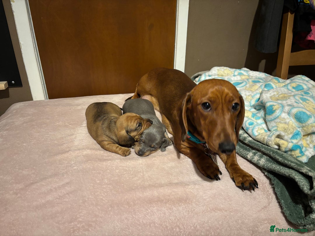 Miniature Dachshund dogs for sale: Miniature dachshund (1 girl left) - Advert 2
