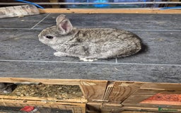 Netherland Dwarf rabbits for sale: Baby Netherland dwarf rabbits  - Image 6