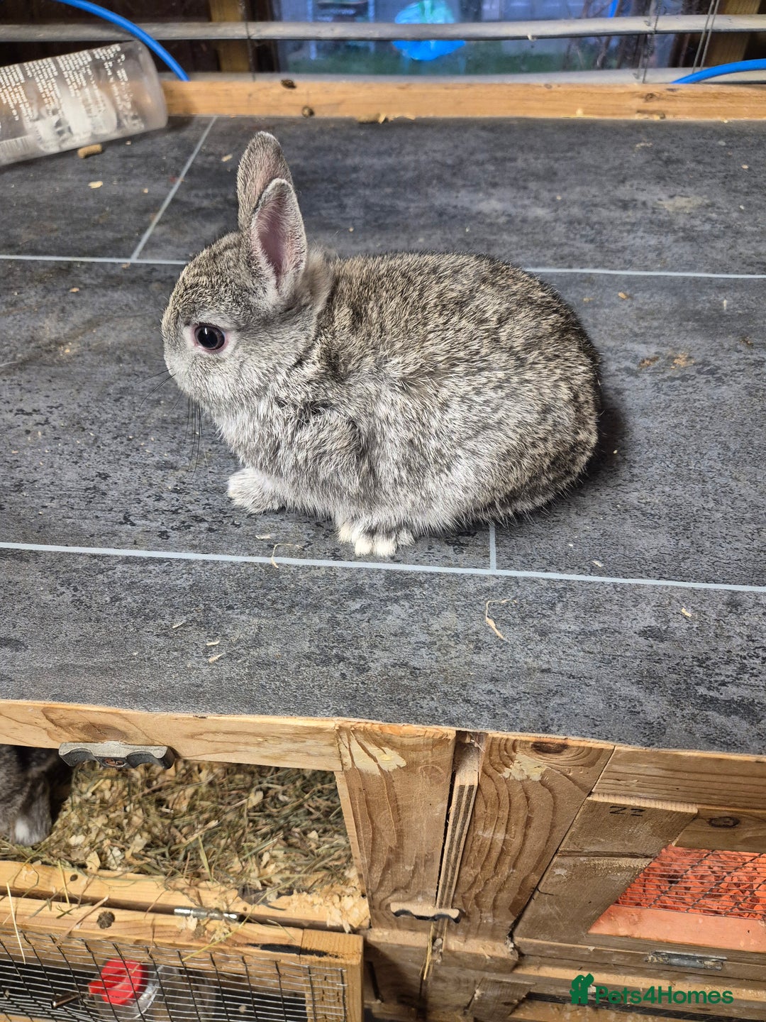Netherland Dwarf rabbits for sale: Baby Netherland dwarf rabbits  - Image 6