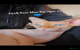 Sphynx cats for sale: 2 year old male sphynx - Image 1
