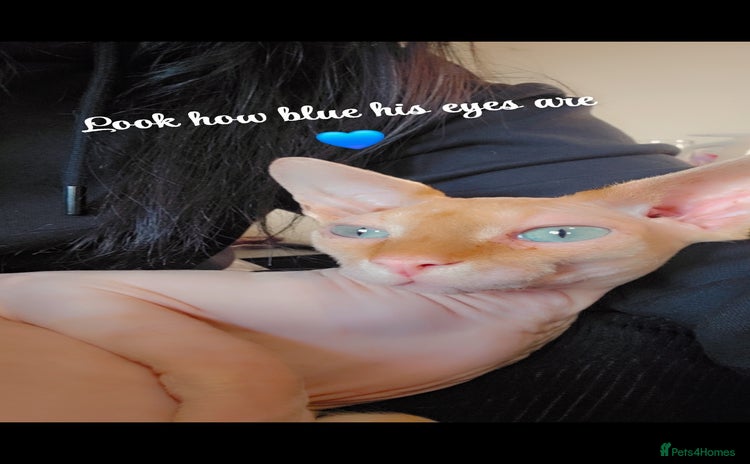 Sphynx cats - Advert 12