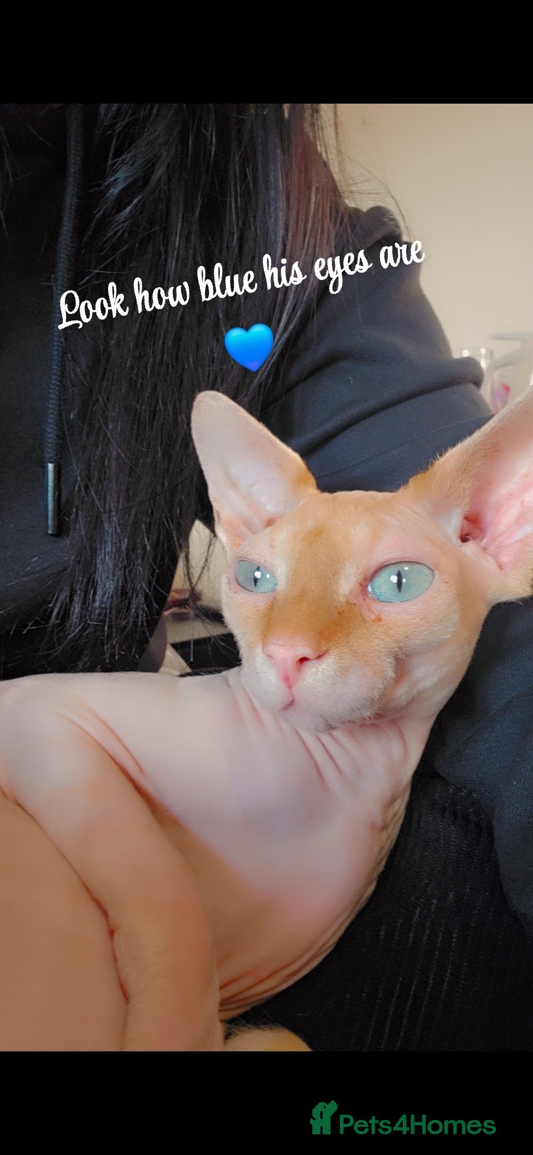 Sphynx cats for sale: 2 year old male sphynx - Image 1