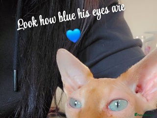Sphynx cats - Advert 2