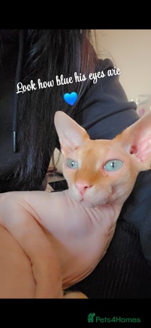 Sphynx cats - Advert 2