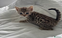Bengal cats for sale: Gorgeous Bengal Babies - Image 27