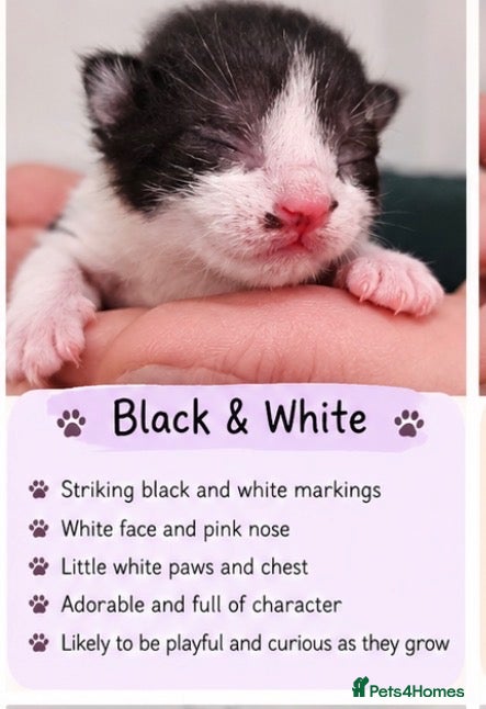 Mixed Breed cats ONLY 1 BEAUTIFUL BLACK & WHITE KITTEN LEFT 🐾 - Advert 1
