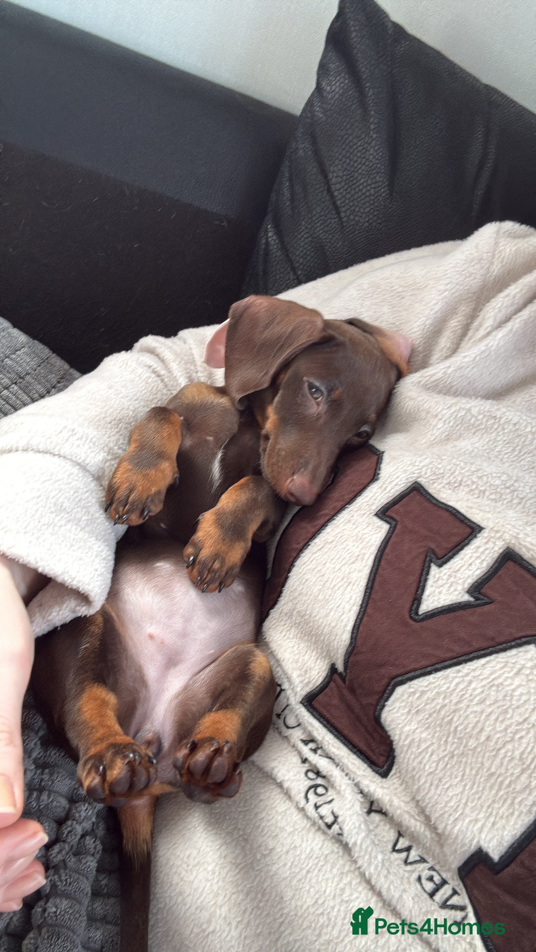 Dachshund dogs for sale: Honey and Mapple  - Image 2