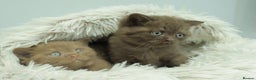 British Shorthair cats for sale: Stunning BHS Champions blood lines kittens  - Advert 27