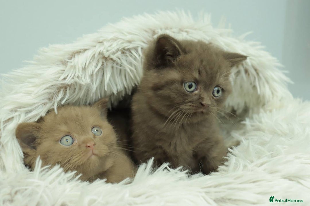 British Shorthair cats for sale: Stunning BHS Champions blood lines kittens  - Advert 27