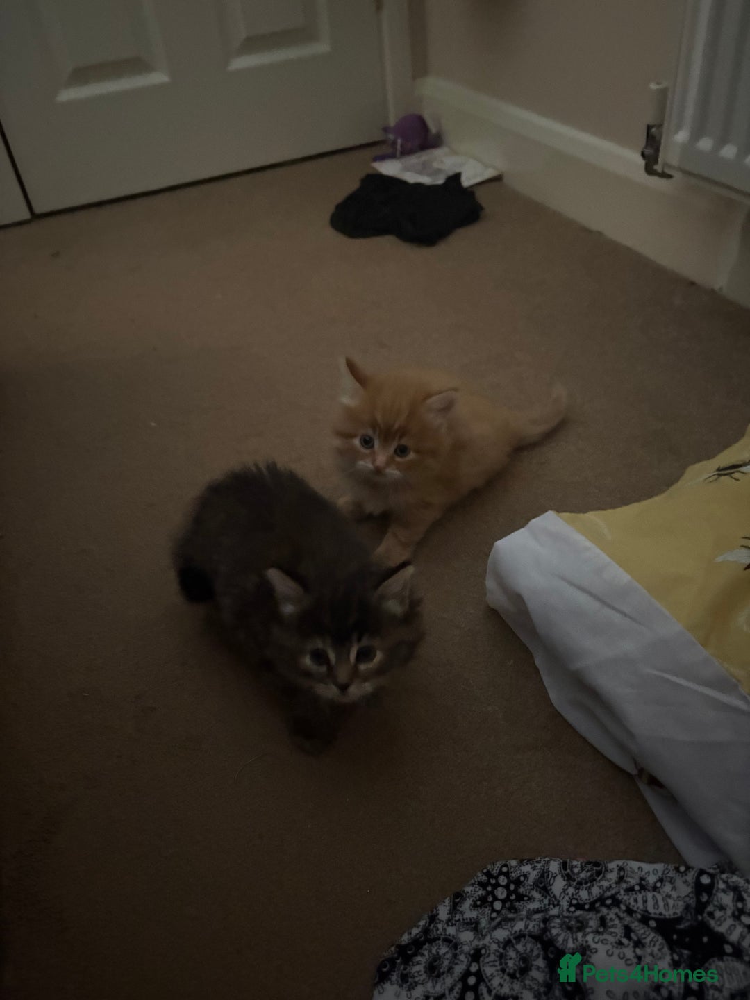 British Longhair cats for sale: Fluffy balls of joy - Image 8