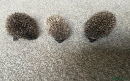 Pygmy Hedgehog rodents for sale: Pygmy Hedgehogs - Babies & Older hogs Available - Image 9