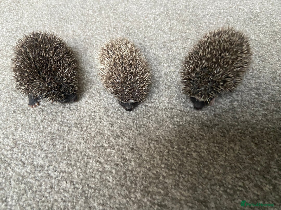 Pygmy Hedgehog rodents for sale: Pygmy Hedgehogs - Babies & Older hogs Available - Image 9