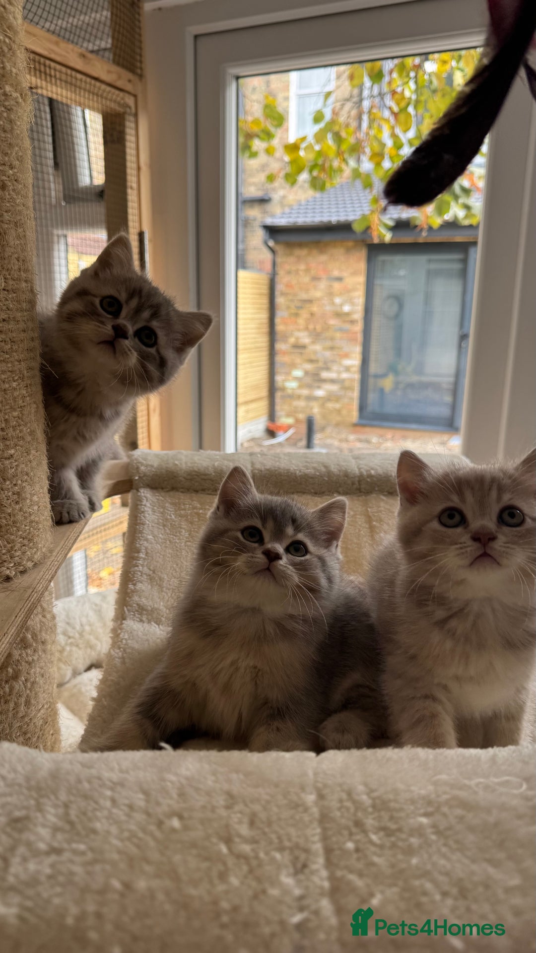 Scottish Fold cats for sale: Pedigree Scottish fold and straight kittens - Image 15