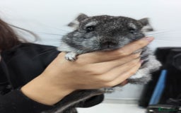 Chinchilla rodents for sale: 🐾Baby Female Chinchillas – Born 14th July 2025🐾 - Image 4