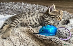 Bengal cats for sale: Mixed Stunning Bengals  - Image 12