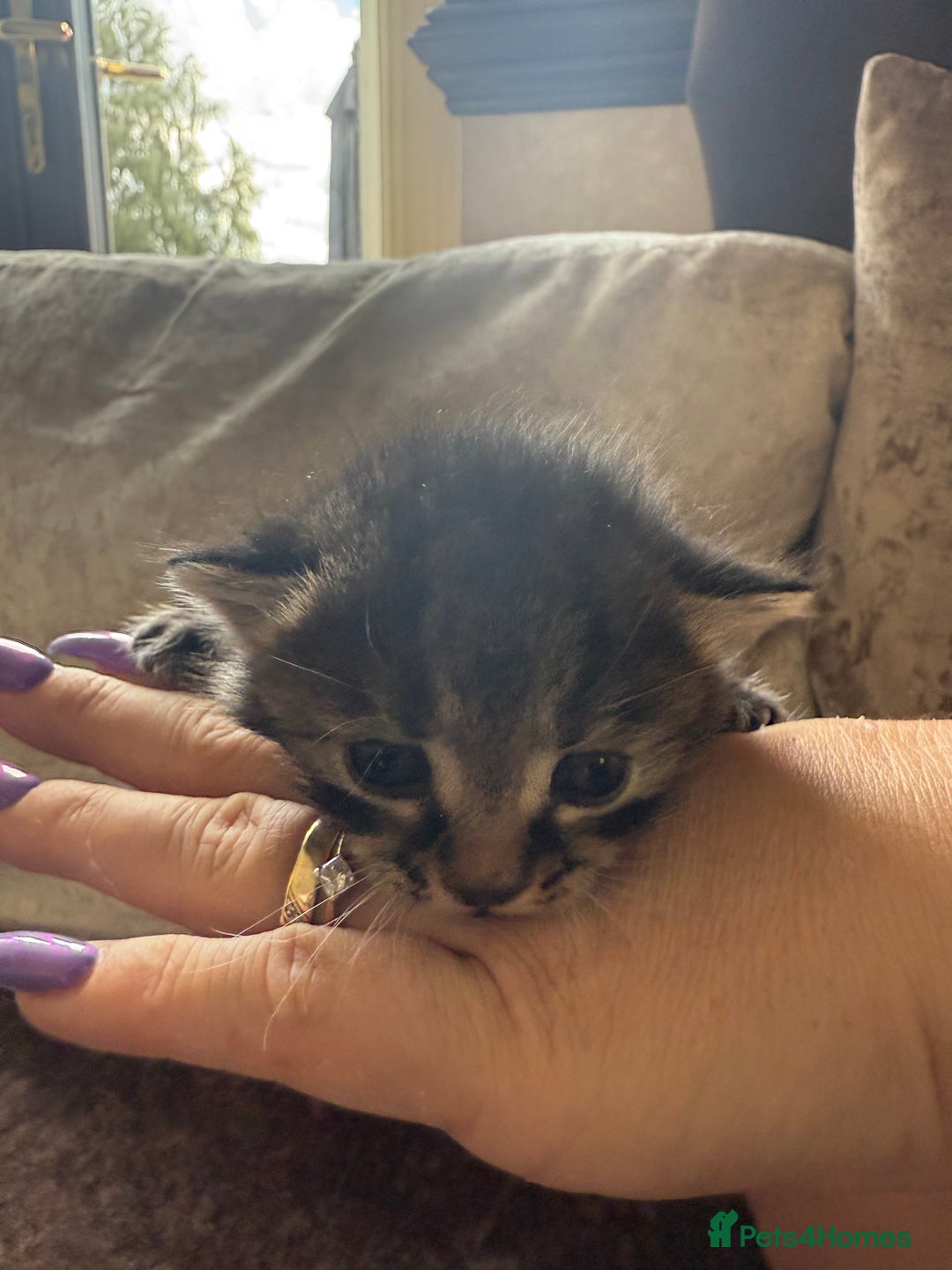 Mixed Breed cats for sale: Much loved and spoiled kittens  - Image 5