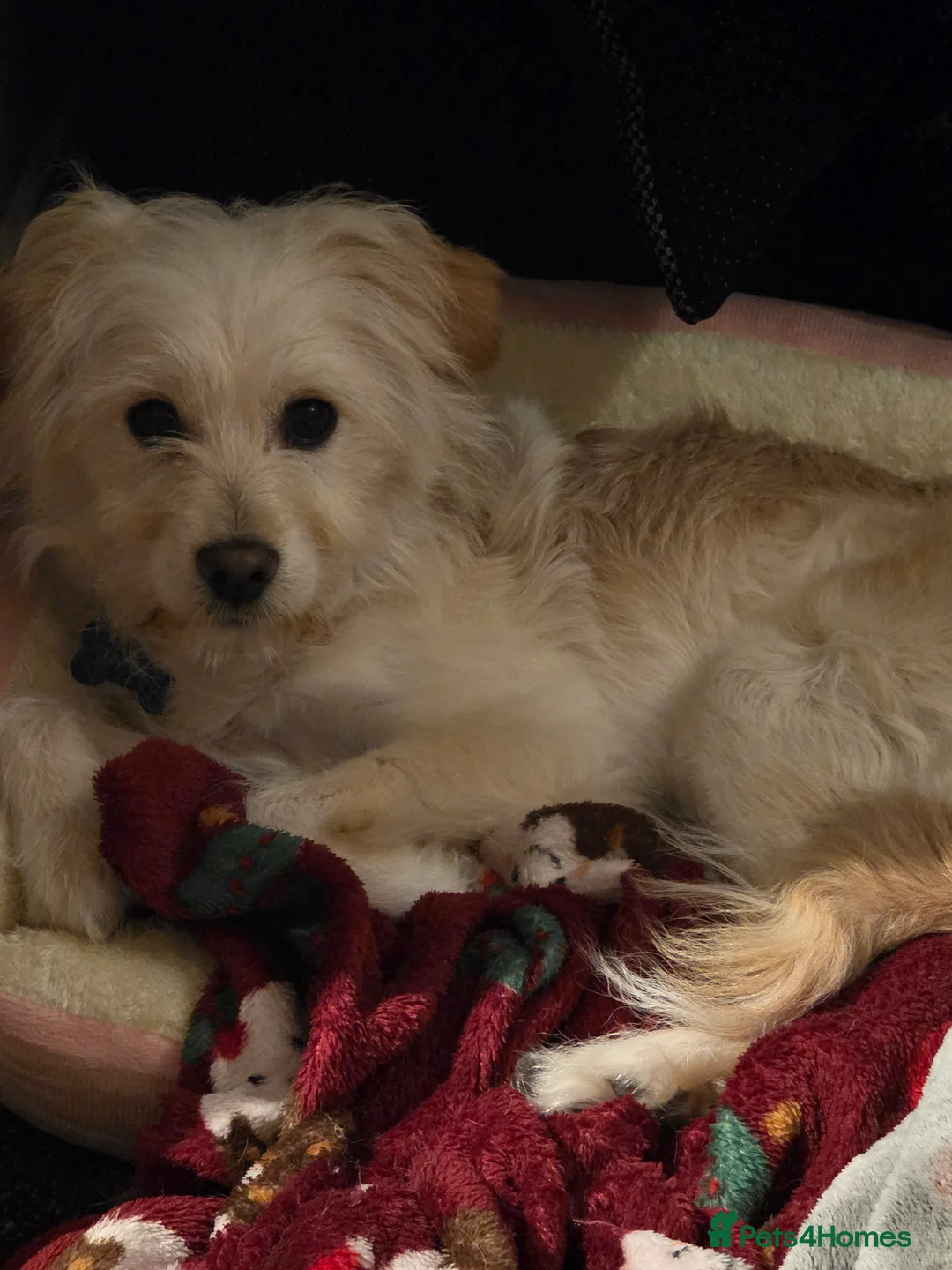 Mixed Breed dogs for sale: 6 month mixed boy for sale in Romney Marsh - Advert 2