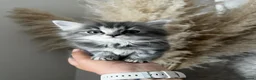 Mixed Breed cats for sale: Adorable fluffy kittens  - Advert 5