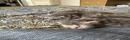 Persian cats for sale: Blue Persian kittens - Advert 10