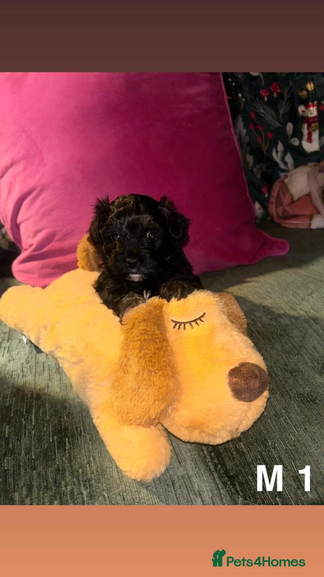 Mixed Breed dogs for sale: Toy malshipoo puppies  - Advert 5