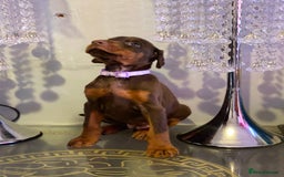 Dobermann dogs for sale: Gorgeous Eu**an Dobermann Puppies - Image 5